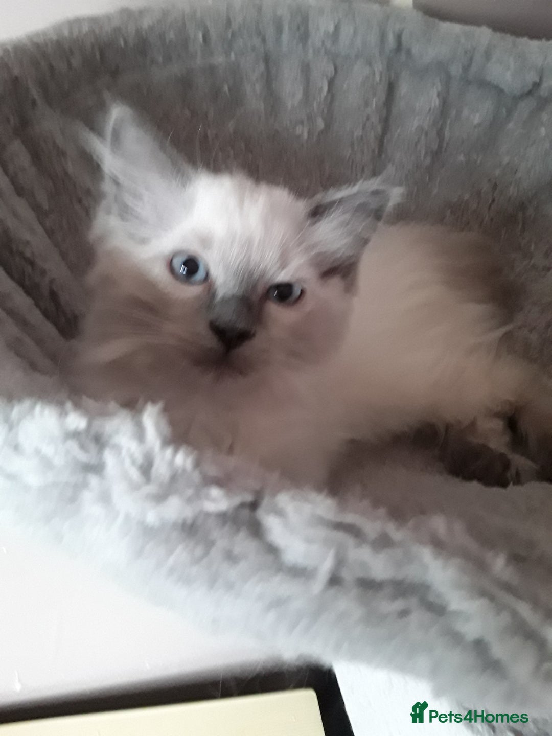 Ragdoll cats for sale: Gorgeous ,confident ragdolls stunning  - Image 6