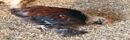 Chickens poultry for sale: Salmon Faverolle trio and pair for sale - Advert 5