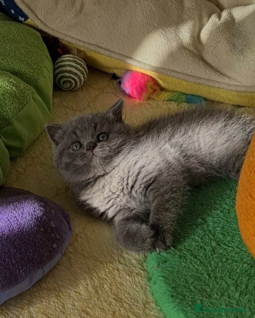 British Shorthair cats for sale: GCCF reg. Full vaccination BritishShorthair kitten - Advert 2