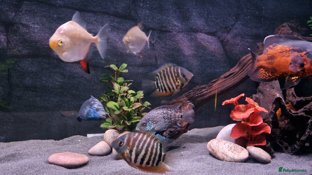 Cichlids fish for sale: South American Cichlids for sale - Image 5