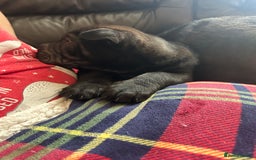 Shar Pei dogs for sale: 2 females 3 males Shar pei pups - Image 36