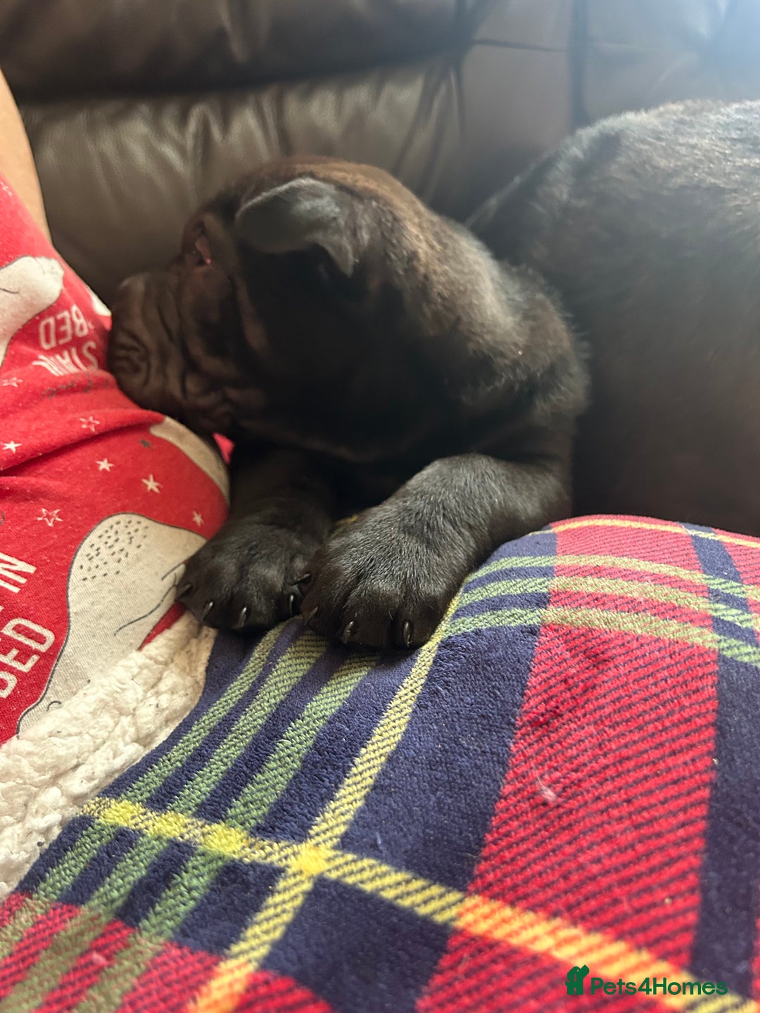 Shar Pei dogs for sale: 2 females 3 males Shar pei pups - Image 36