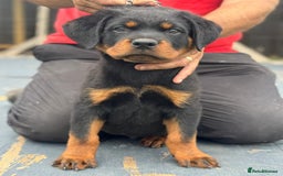 Rottweiler dogs for sale: Top quality German bred rottweilers - Image 6