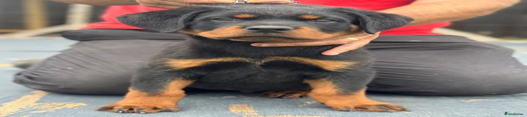 Rottweiler Puppy 1