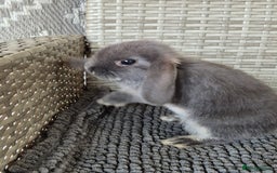 Mini Lop rabbits for sale: Mini Lop Baby Bunnies  - Image 2