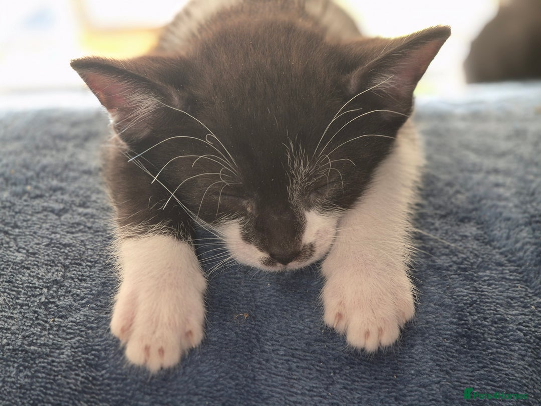 Mixed Breed cats for sale: Fluffy kittens - Image 7