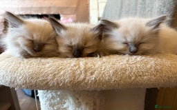 Ragdoll cats for sale: 3 Stunning Ragdoll boys - Image 9