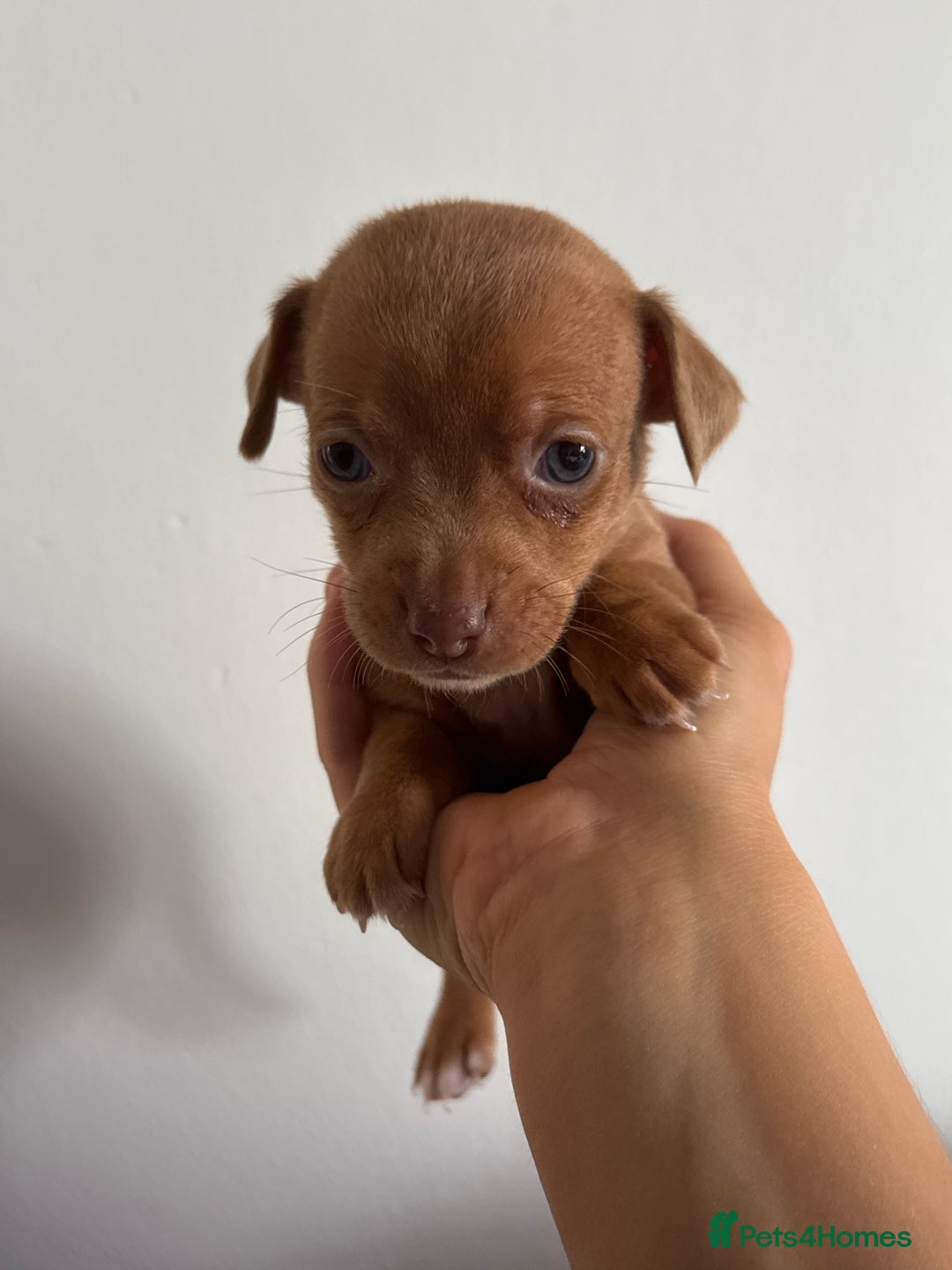 Jack Russell dogs for sale: 9 Jack Russel merles - Image 13