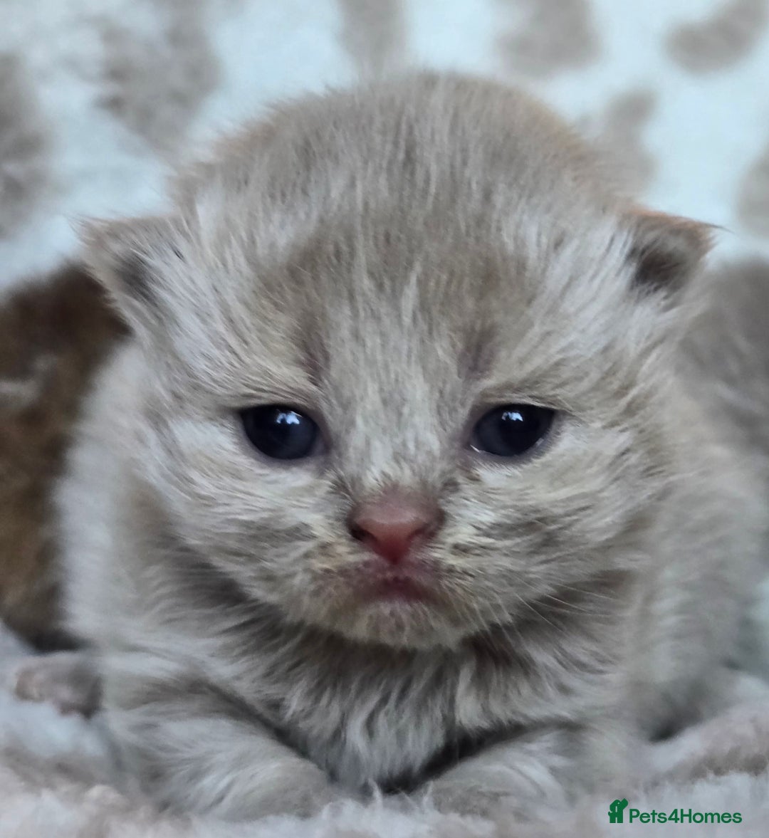 British Shorthair cats for sale: 1 BOY LEFT TICA reg BSH and BLH kittens - Advert 37