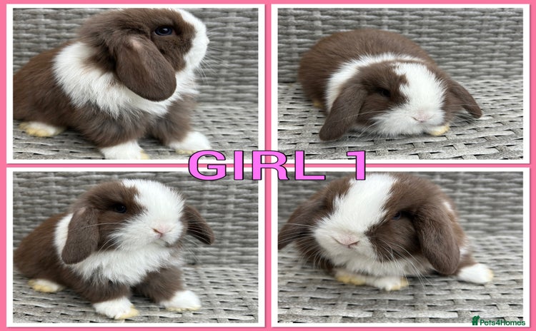 Mini Lop rabbits - Advert 4
