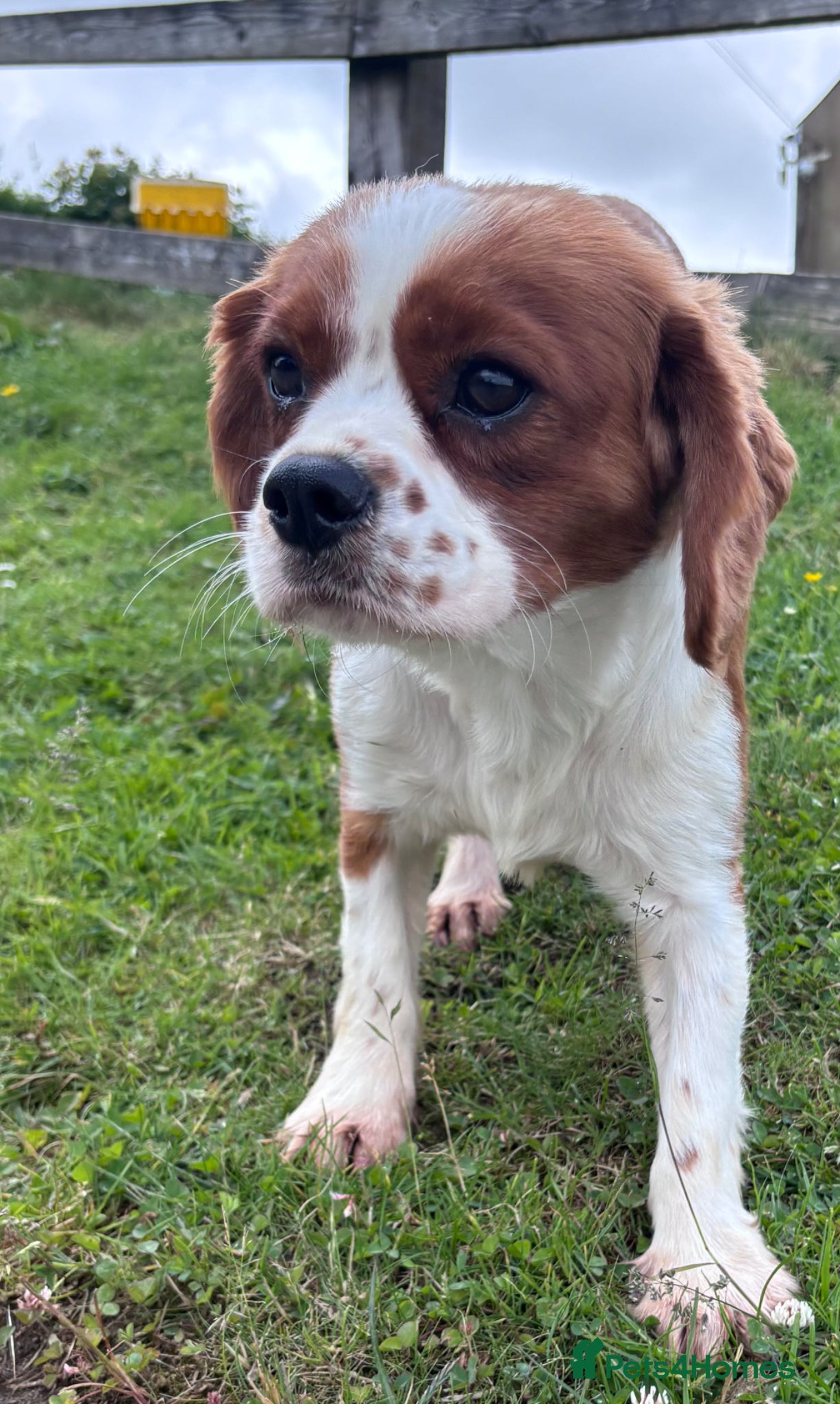 Cavalier King Charles Spaniel dogs Georgeous Cav Stud - Advert 2