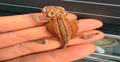 Bearded Dragon reptiles - Advert 13