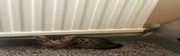 Bengal cats for sale: Bengal kittens for sale  - Advert 4