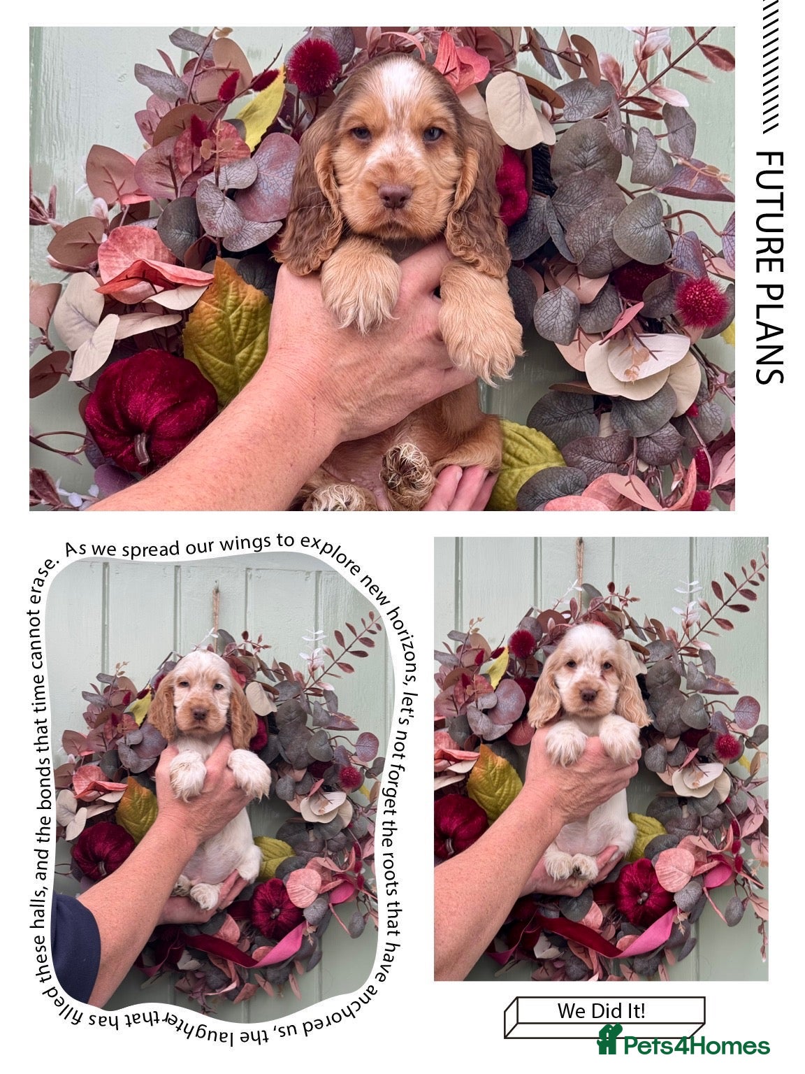 Cocker Spaniel dogs 3 left show type kc reg cocker spaniels puppies - Advert 8