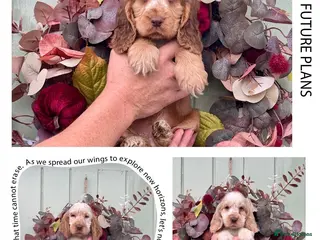 Cocker Spaniel dogs 3 left show type kc reg cocker spaniels puppies - Advert 8