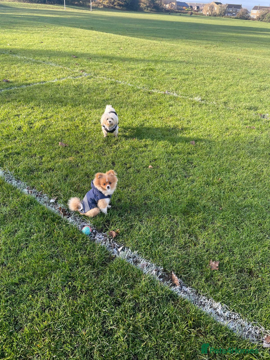 Mixed Breed dogs for sale: Malti-Pom Puppies - £1200 - Advert 6