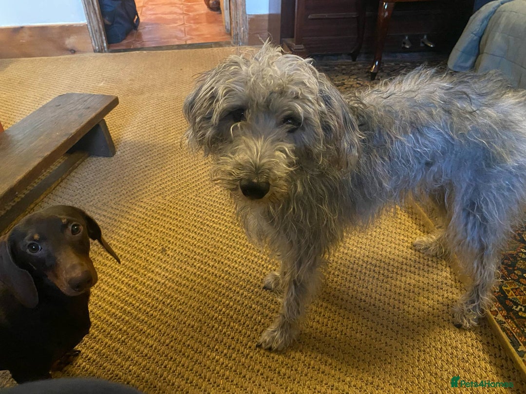 Mixed Breed dogs for sale: Bedlington Terrier X Whippet Puppies ⭐️ - Image 25