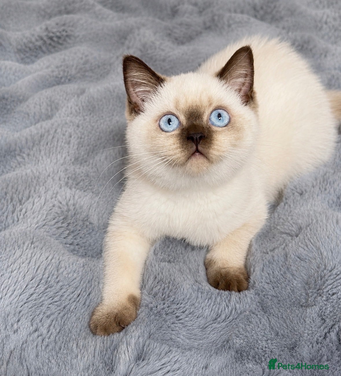 British Shorthair cats British shorthair kittens ready to leave. - Advert 1