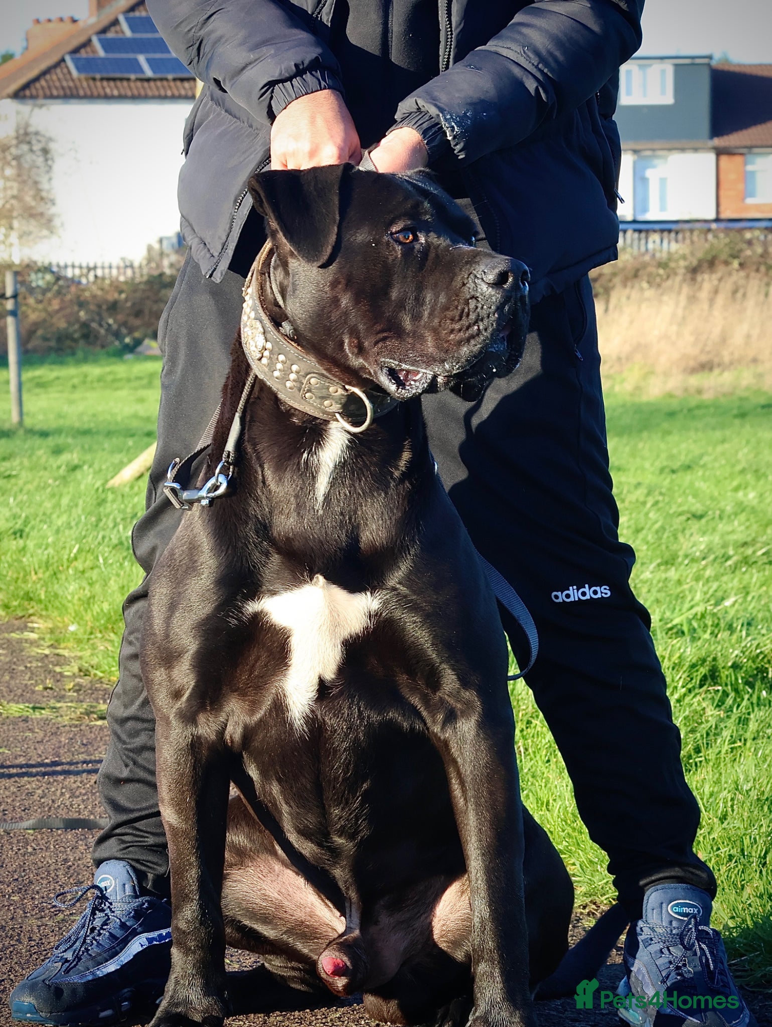 Presa Canario dogs Champion blood line presa canario - KYRO - Advert 1