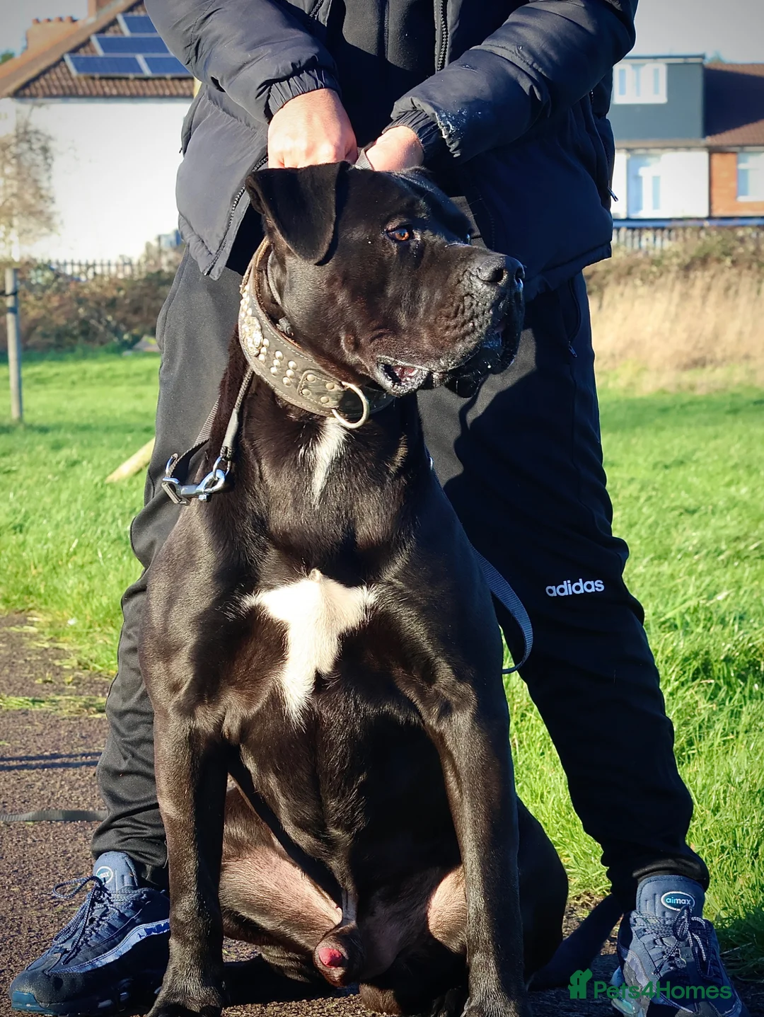 Presa Canario dogs for sale: Champion blood line presa canario - KYRO - Advert 1