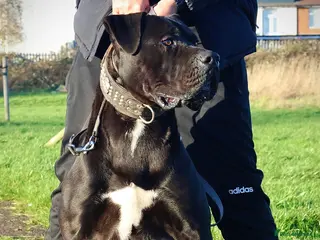 Presa Canario dogs Champion blood line presa canario - KYRO - Advert 1