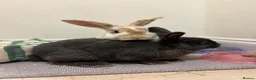 Mixed Breed rabbits for sale: 2 sweet natured and well bonded male rabbits in Torquay - Advert 2