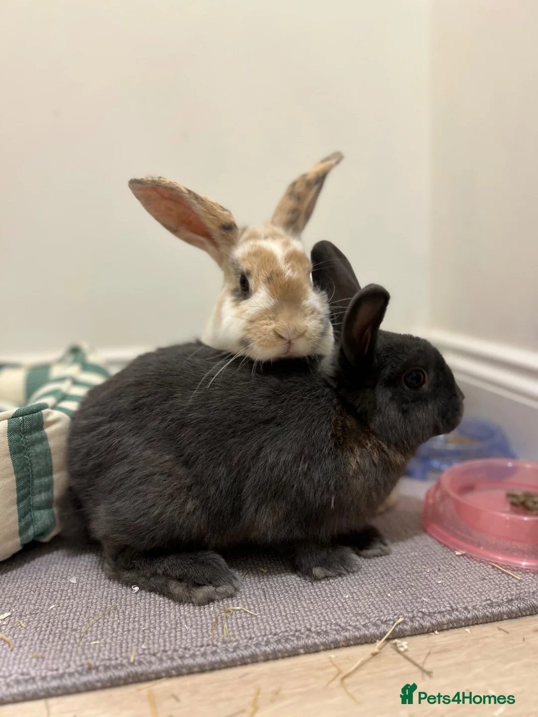 Mixed Breed rabbits for sale: 2 sweet natured and well bonded male rabbits in Torquay - Advert 2