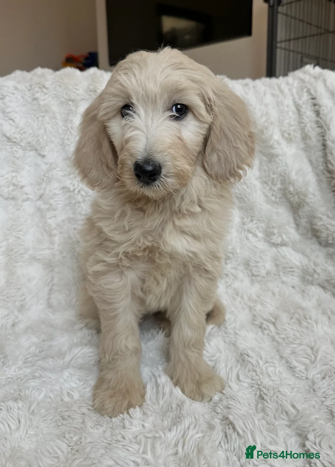 Goldendoodle dogs for sale: Big chunky doodles looking for homes  - Advert 12