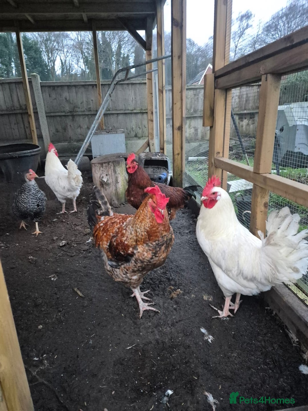 Chickens poultry for sale: Cockerel  - Advert 1