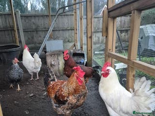 Chickens poultry Cockerel - Advert 1