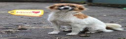 Mixed Breed dogs for adoption: 💖🐶 MIMI 🐶💖 - Advert 2