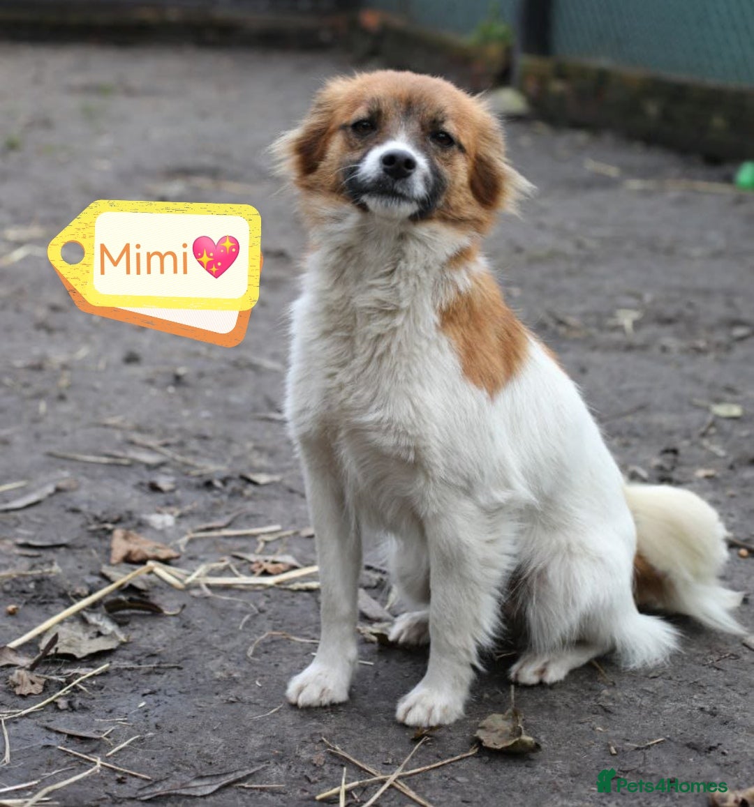 Mixed Breed dogs for adoption: 💖🐶 MIMI 🐶💖 - Advert 2