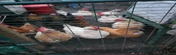 Chickens poultry for sale: 23 chickens for sale, along with various coops in Derby - Advert 3