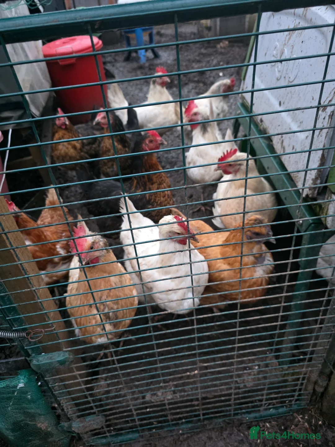 Chickens poultry for sale: 23 chickens for sale, along with various coops in Derby - Advert 3