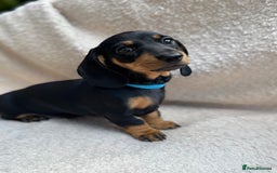 Miniature Dachshund dogs for sale: KC REGISTERED MINIATURE DACHSHUND BLACK AND TAN - Image 15