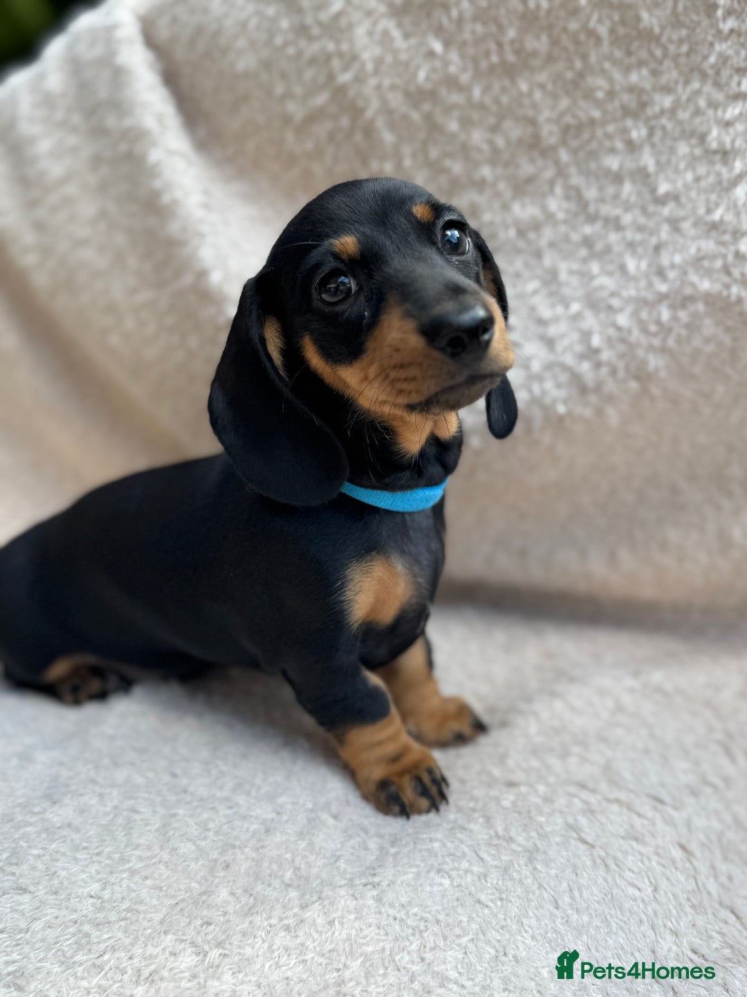 Miniature Dachshund dogs for sale: KC REGISTERED MINIATURE DACHSHUND BLACK AND TAN - Image 15