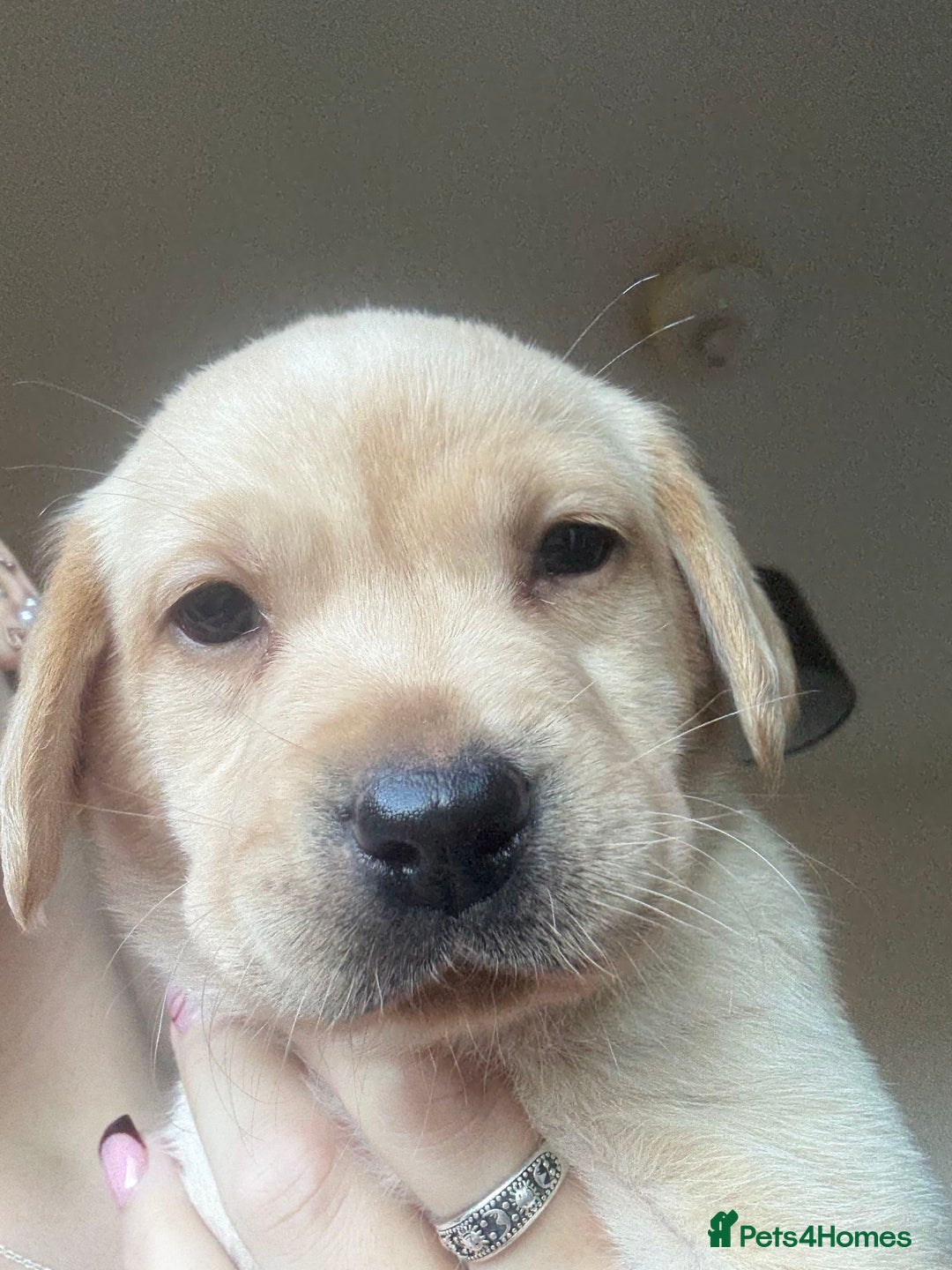 Labrador Retriever dogs for sale: Labrador puppies.  - Advert 34