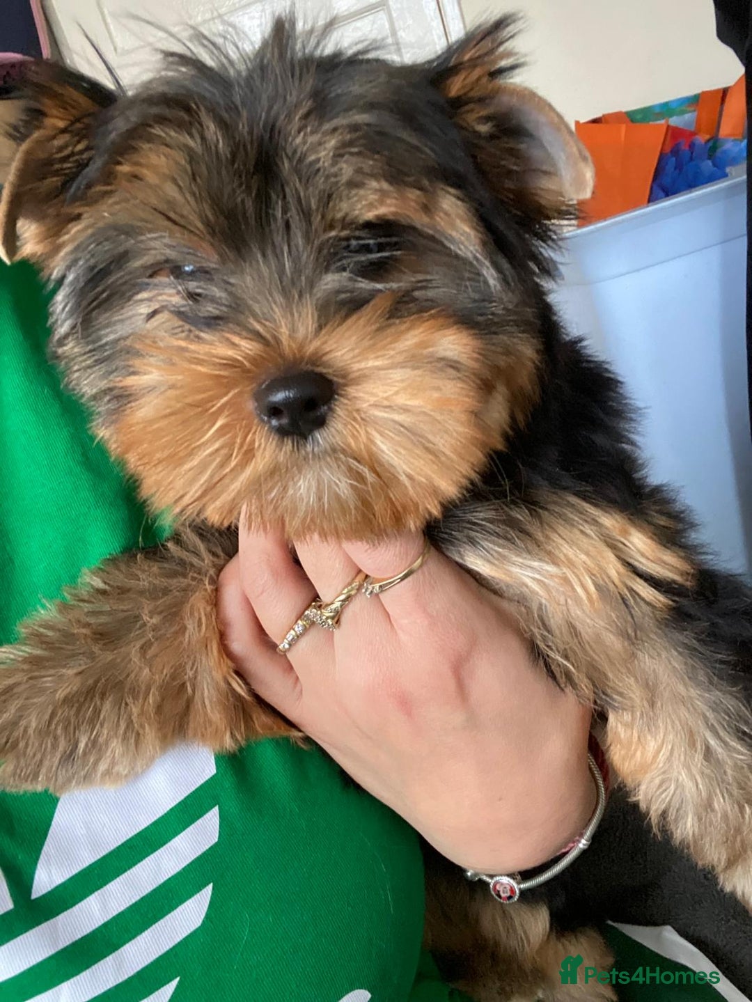 Yorkshire Terrier dogs for sale: KC Pure breed yorkshire terrier - Image 1