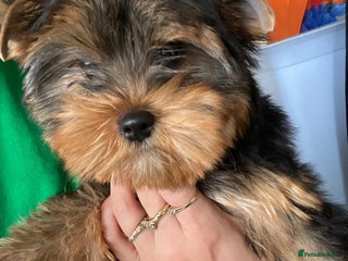 Yorkshire Terrier dogs - Advert 5