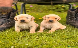 Labrador Retriever dogs for sale: Healthy Adorable kC registered Labrador puppies  - Image 8