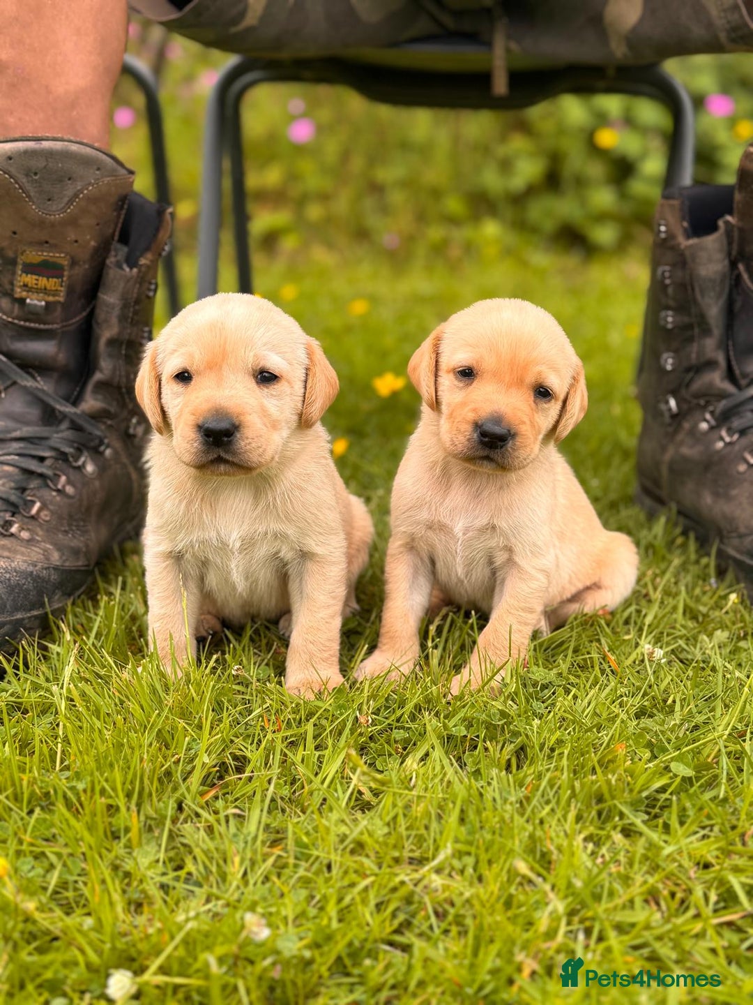 Labrador Retriever dogs for sale: Healthy Adorable kC registered Labrador puppies  - Image 8