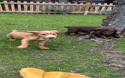 Cocker Spaniel dogs for sale: Cocker Spaniel puppies for sale - Image 22