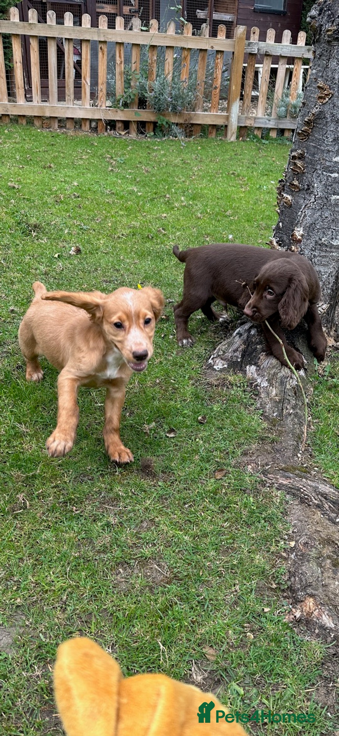 Cocker Spaniel dogs for sale: Cocker Spaniel puppies for sale - Image 22