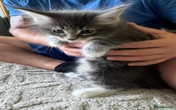 Maine Coon cats for sale: Gorgeous maine coon kittens  - Image 3