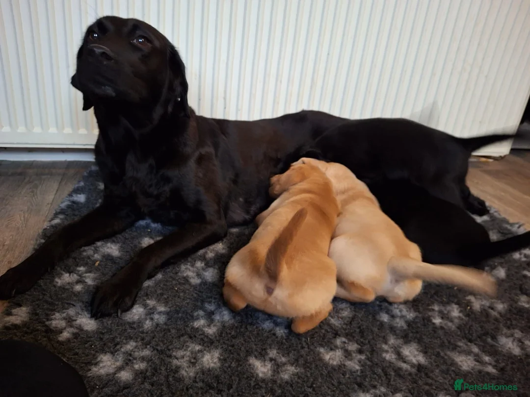 Goldador dogs for sale: ⭐ Beautiful Goldador pups from excellent breeding  - Advert 4