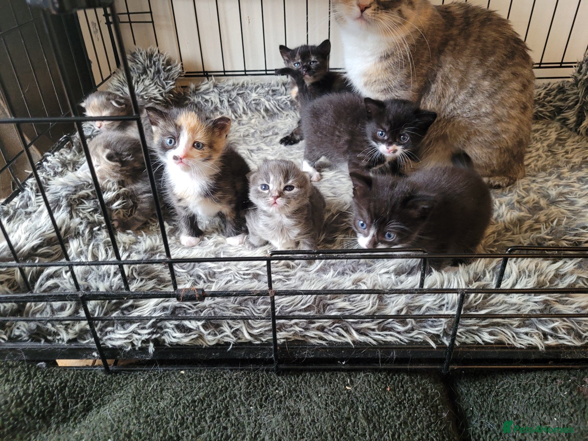 Mixed Breed cats 5 beautiful kittens - Advert 2