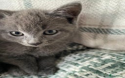 Mixed Breed cats for sale: 3 grey beautiful kittens  - Image 3