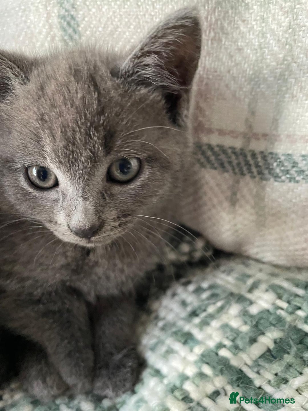 Mixed Breed cats for sale: 3 grey beautiful kittens  - Image 3