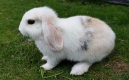 Mini Lop rabbits for sale: Gorgeous Mini Lop X French Bunnies Ready to Go! - Image 16