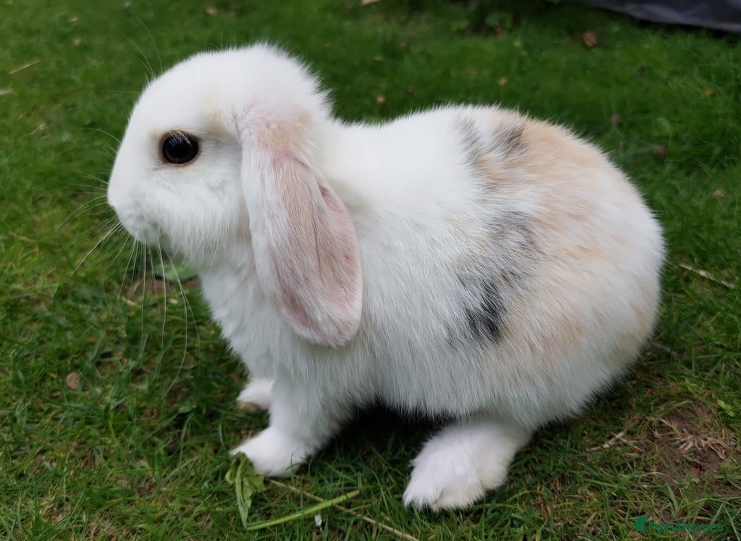 Mini Lop rabbits for sale: Gorgeous Mini Lop X French Bunnies Ready to Go! - Image 16